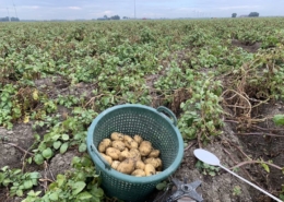 10 september 2019; 4e proefrooiing aardappelen