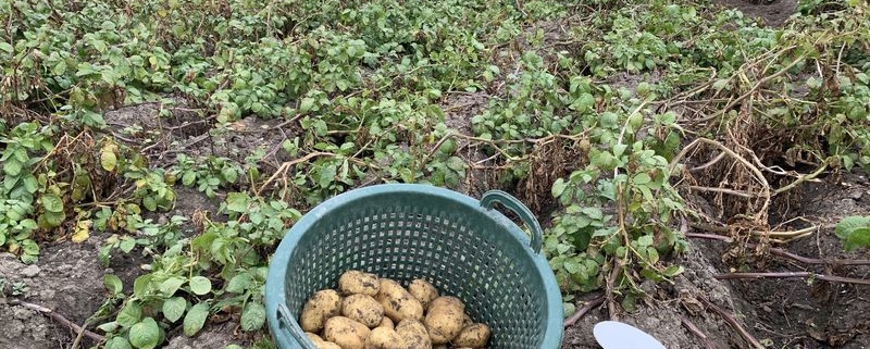 10 september 2019; 4e proefrooiing aardappelen