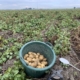 10 september 2019; 4e proefrooiing aardappelen