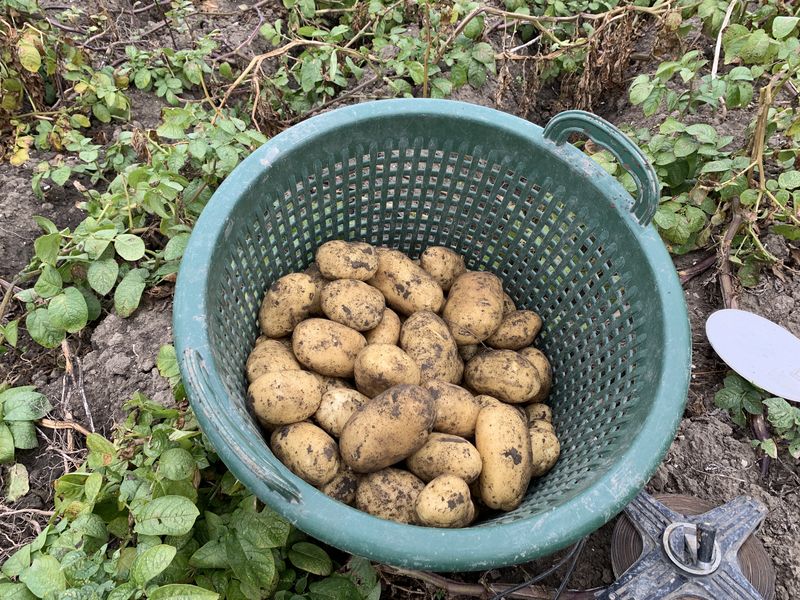 10 september 2019; 4e proefrooiing aardappelen