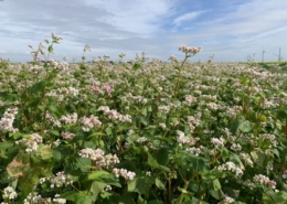 15 september 2019; experiment boekweit als groenbemester