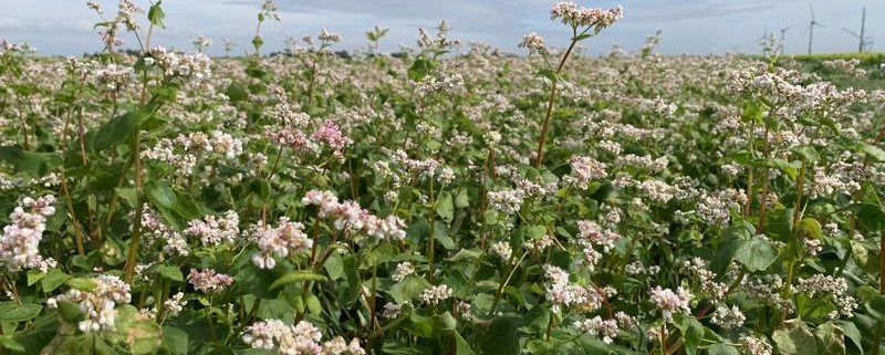 15 september 2019; experiment boekweit als groenbemester