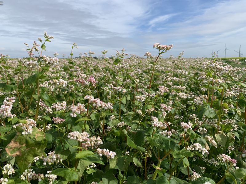 15 september 2019; experiment boekweit als groenbemester