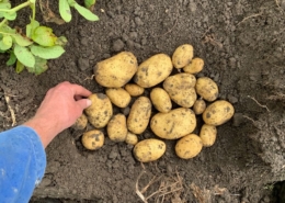 17 september 2019; gewasgroei aardappelen; ras is Ramos