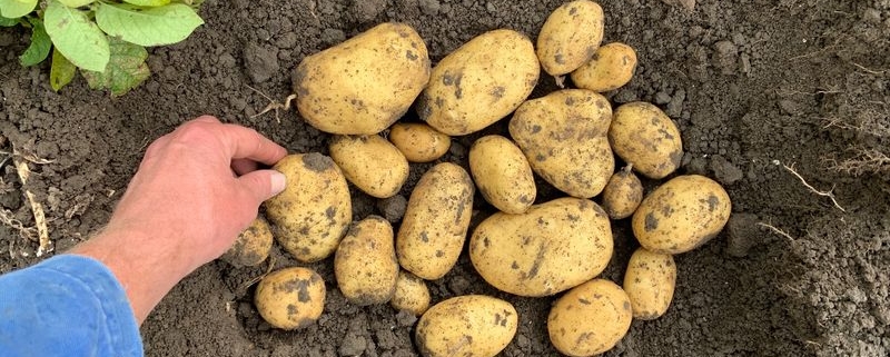 17 september 2019; gewasgroei aardappelen; ras is Ramos