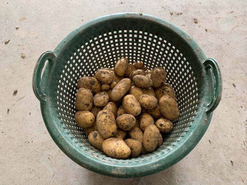 17 september 2019; 4e proefrooiing aardappelen