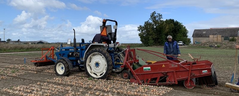 19 september 2019; uien proefveld rooien