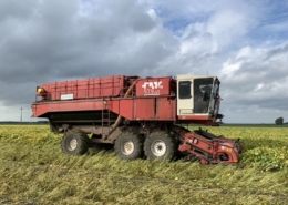 27 september 2019; oogst verse soja Dutchedamame