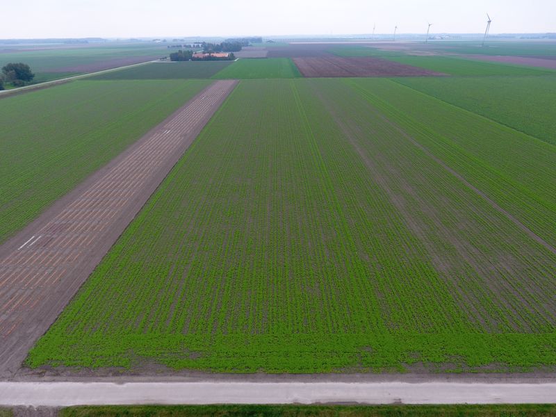 7 oktober 2019; gele mosterd groenbemester