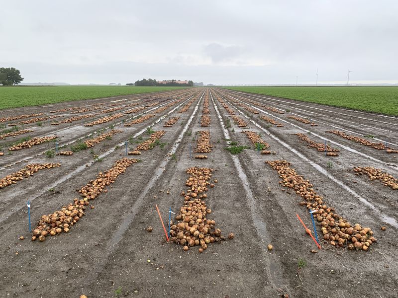 17 oktober 2019: aardappeloogst uitgesteld