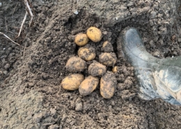 17 oktober 2019: aardappeloogst uitgesteld