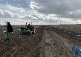 25 oktober 2019; aardappelproefveld Royal Zap rooien