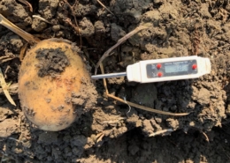 31oktober 2019; aardappels rooien collega