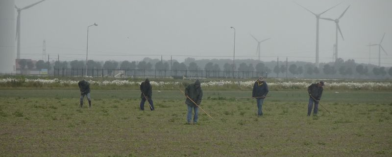 8 juni 2020; schoffelen en dunnen suikerbieten proefveld