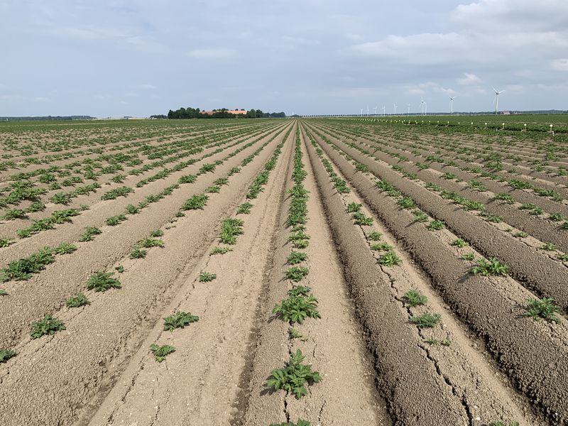 10 juni 2020; gewasgroei aardappelen, ras is Lady Anna