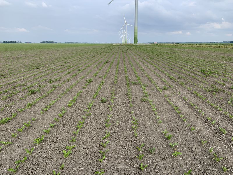 10 juni 2020; gewasgroei suikerbieten