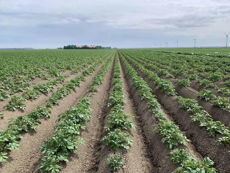 17 juni 2020; gewasgroei aardappelen, ras is Lady Anna