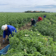 23 juli 2020; Proefveld Royal Zap/Semagri rooien