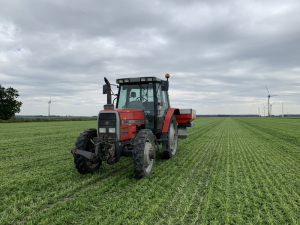 23 juli 2020; strooien peterselie