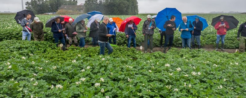 10 juli 2020; Kwekers bijeenkomst proefveld Royal Zap/Semagri