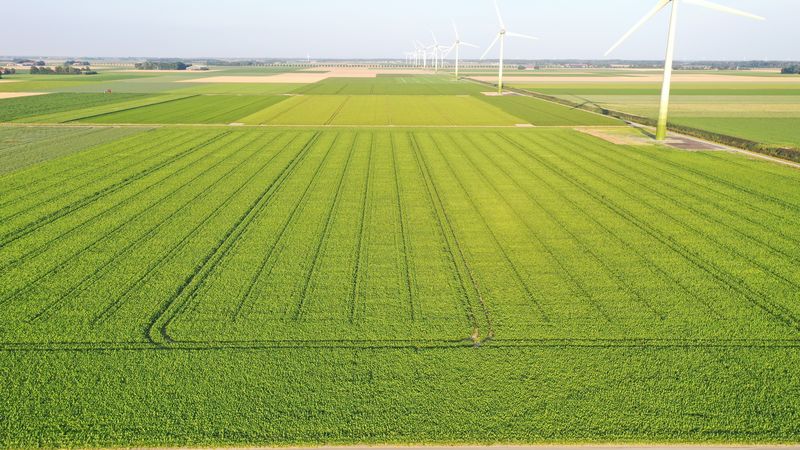 12 augustus 2020; gewasgroei suikerbieten