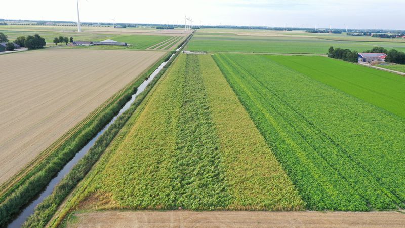 19 augustus 2020; gewasgroei vogelakker