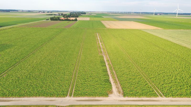 19 augustus 2020; gewasgroei aardappelen, ras is Lady Anna