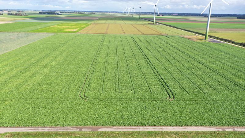 26 augustus 2020; gewasgroei suikerbieten