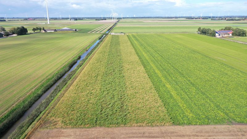 26 augustus 2020; gewasgroei vogelakker