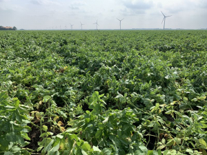 14 augustus 2020; 1e proefrooiing aardappelen