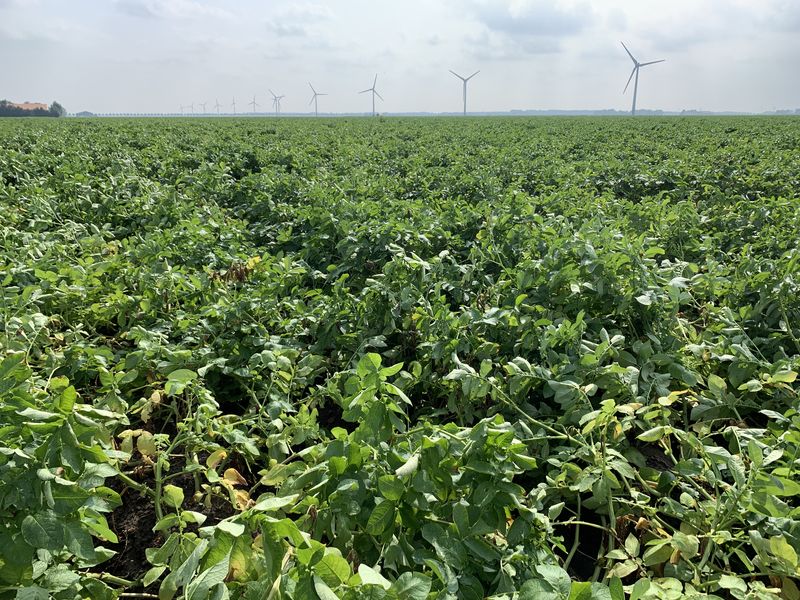 14 augustus 2020; 1e proefrooiing aardappelen