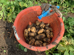 14 augustus 2020; 1e proefrooiing aardappelen