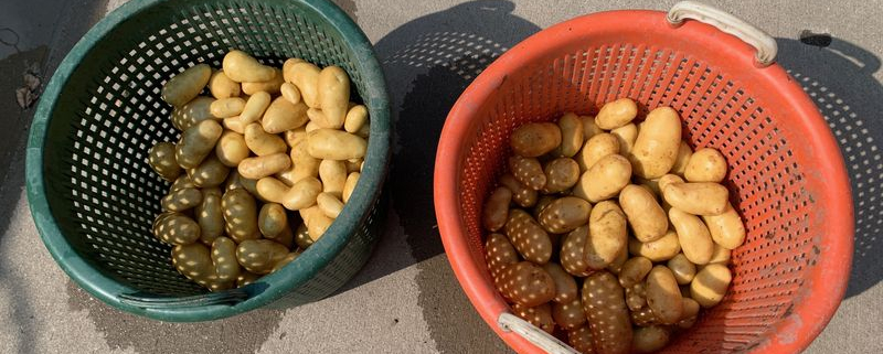 14 augustus 2020; 1e proefrooiing aardappelen