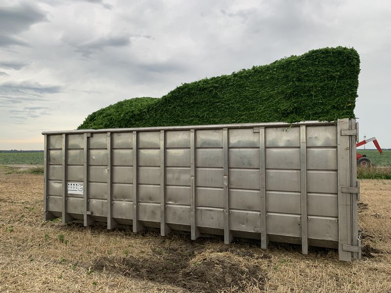 21 augustus 2020; 2e peterselie oogst voor VNK herbs