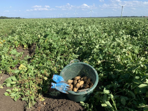 21 augustus 2020; 2e proefrooiing aardappelen