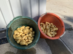 21 augustus 2020; 2e proefrooiing aardappelen