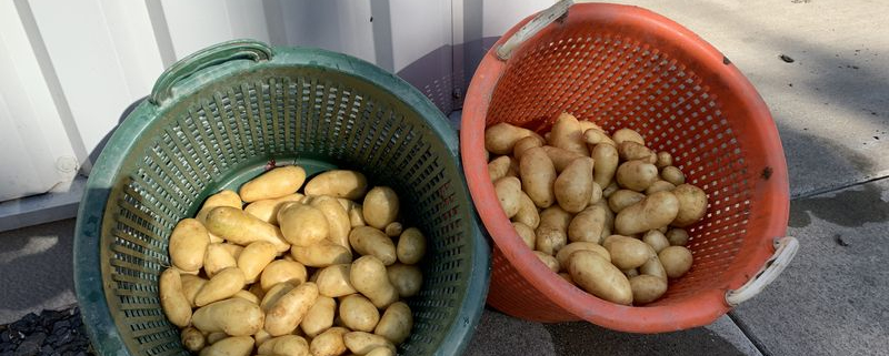 21 augustus 2020; 2e proefrooiing aardappelen