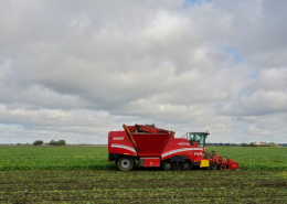 25 september 2020; suikerbieten rooien