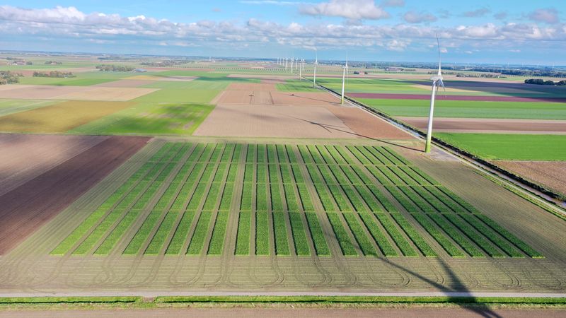 25 september 2020; suikerbieten rooien