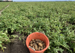 31 augustus 2020; 3e proefrooiing aardappelen