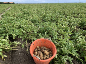 31 augustus 2020; 3e proefrooiing aardappelen