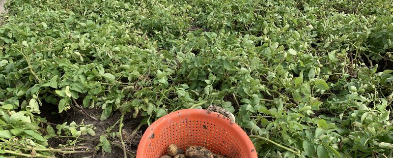 31 augustus 2020; 3e proefrooiing aardappelen