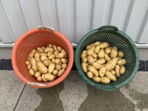 31 augustus 2020; 3e proefrooiing aardappelen