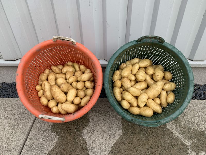 31 augustus 2020; 3e proefrooiing aardappelen