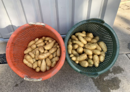 7 september 2020; 4e proefrooiing aardappelen