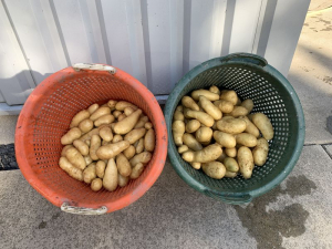 7 september 2020; 4e proefrooiing aardappelen