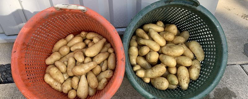 7 september 2020; 4e proefrooiing aardappelen