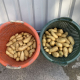 7 september 2020; 4e proefrooiing aardappelen