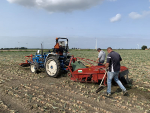 17 september 2020; proefveld uien Seminis geoogst