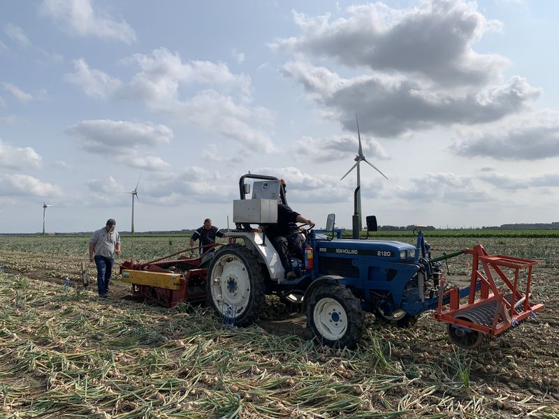 17 september 2020; proefveld uien Seminis geoogst